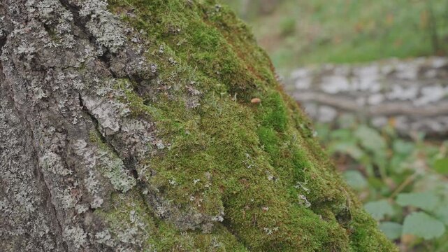Moss clad bark near camping site, dense moss and lichen coating rough bark, distant fallen log, soft diffuse light, earthy undergrowth, intimate texture study for forest camping ambience