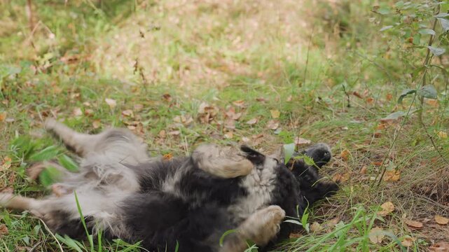Dog patrol watchfulness. Vigilant black dog carefully sniffs and navigates dense woodland terrain. Watchful canine companion cautiously traverses wooded trail exhibiting alertness and keen senses