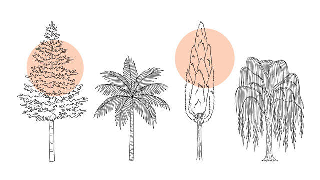 Four different tree species including fir, palm, cypress, and willow rendered in detailed line art with soft orange circular accents.