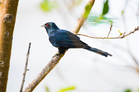 A male Indian Koel bird on a branch in forest