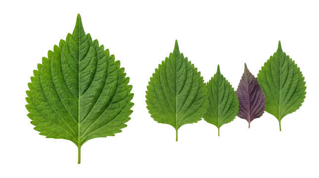 Fresh green and purple shiso perilla leaves on a transparent background, isolated Japanese basil herb for culinary and restaurant menu design.