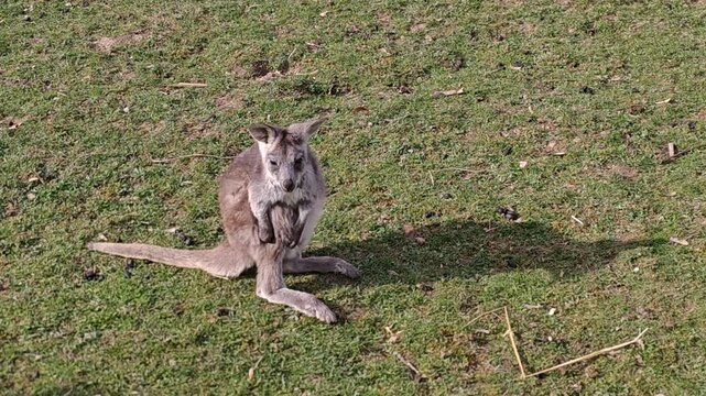 Kangaroos in enclosure at Zoo Jihlava wildlife animals in captivity Czech Republic
