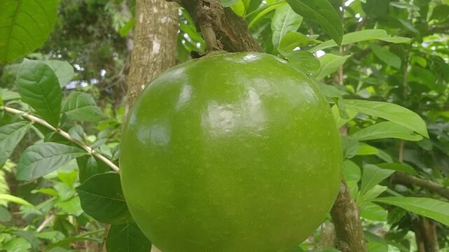 Video Green Calabash Fruit (Crescentia cujete) on Tree Branch