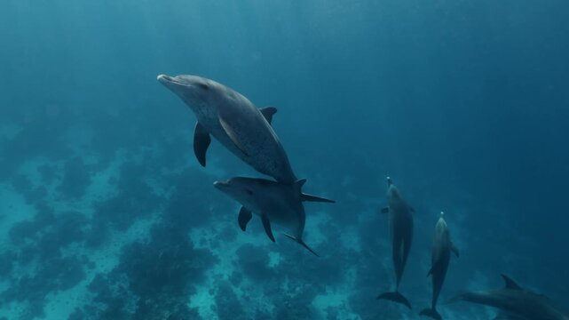 Playful bottlenose dolphin pod jumping and interacting near the surface in the Red Sea close to Egypt, swimming in clear blue water with sunlight reflections creating a lively marine wildlife scene