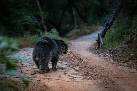 Sloth Bear of Indian subcontinent