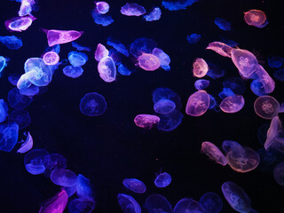 Group of Glowing Jellyfish in Blue and Purple in Dark © myotta