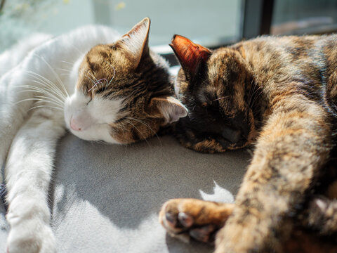  Two Cats Sleeping Together in Warm Sunlight