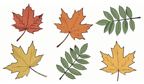 Hand drawn maple and ash leaves vector set organic line art illustration flat isolated on white background