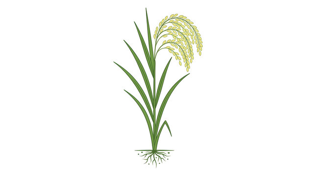 Green Grass Plant with Roots and Seeds.