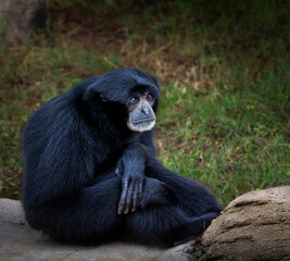 Fototapeta premium Black gibbon monkey sitting and resting with thoughtful expression in natural habitat