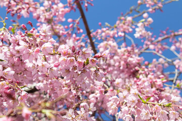 Obraz premium Delicate pink blossoms on a tree in warm spring sunlight.