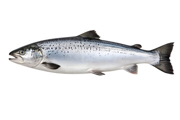 Obraz premium Fresh Salmon Fish Isolated on Transparent Background, Raw Seafood Ingredient, Detailed Marine Animal PNG Transparent Background