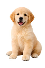 Obraz premium Cute Golden Retriever Puppy Sitting Isolated on Transparent Background, Adorable Dog Pet, Friendly Domestic Animal PNG Transparent Background