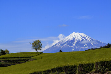 Fototapeta premium Mount Fuji and lush green tea plantation under a clear blue sky in Shizuoka, Japan