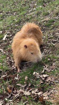 Ginger Nutria Coypu Foraging in Grass and Dry Leaves Outdoors