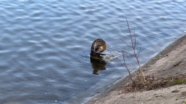 Nutria coypu sitting on a stone in the river water and grooming