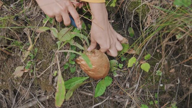 Woman harvesting mushroom during camping trip caucasian forager kneels on forest floor carefully inspects brown cap and stem uses twig to clear soil checks edibility smiles with satisfaction autumn