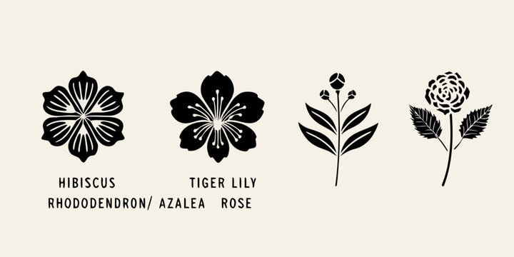 Floral illustrations of hibiscus tiger lily rhododendron and rose blossoms