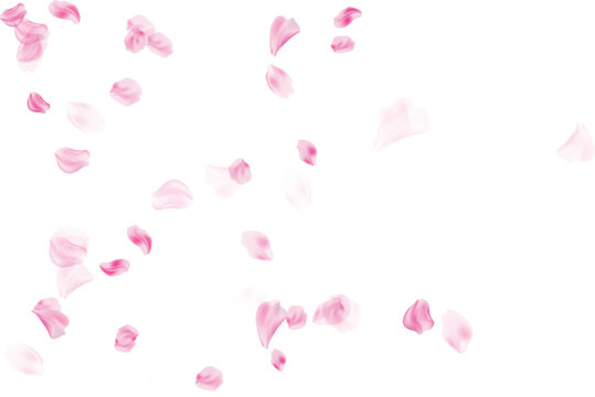 Pink petals for floral frame background vector illustration isolated