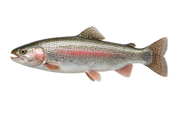 Obraz premium Rainbow Trout Fish Isolated on Transparent Background, Freshwater Fish Species, Detailed Realistic Aquatic Animal PNG Transparent Background