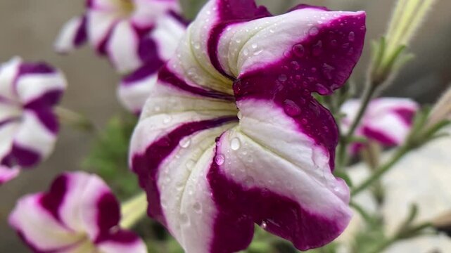 striped petunia in garden. Striking striped flower. Botanical. Blooming Flower