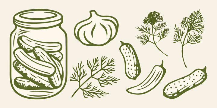 Sketch of pickled cucumbers in a jar with garlic and dill