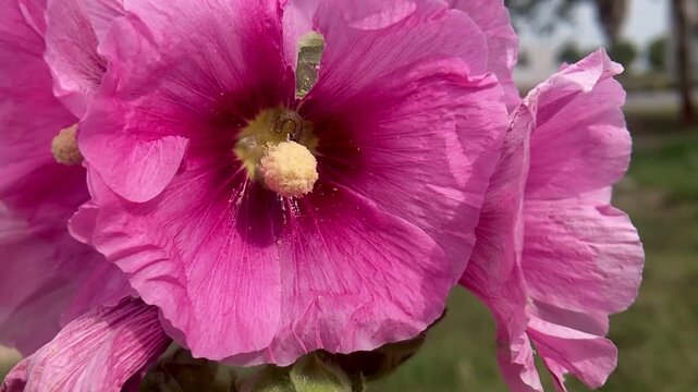 floral design. Blossom background. Flower design. flower petal floral composition background 