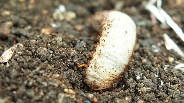 beetle warm in soil for planting vegetable
