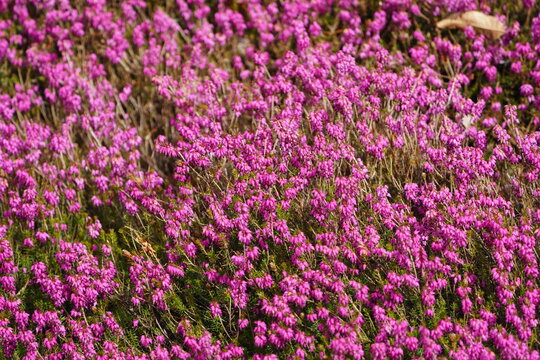 Snow heather (Erica herbacea)
the winter heath, winter-flowering heather, spring heath or alpine heath, is a species of flowering plant in the family Ericaceae. Hanover, Germany.