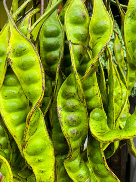 Close-up photo of a bunch of fresh green petai or stink beans (Parkia speciosa) in their pods, a popular tropical vegetable and culinary ingredient in Southeast Asian cuisine.