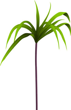 Green Sugarcane Plant Vector Illustration Isolated