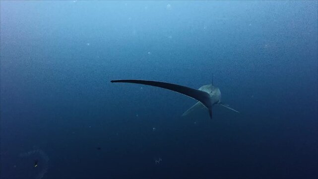 Thresher Shark Swimming in Open Ocean Blue Water