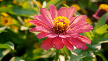 Obraz premium Pink zinnia flower in full bloom with layered petals and bright yellow central disk.