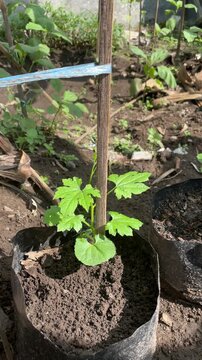 Momordica charantia vine beginning to climb a wooden support, showing fresh leaves and tendrils, natural garden growth with healthy organic vegetable development.