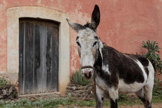 Donkey Standing by Rustic Wall and Wooden Door Rural Farm Scene