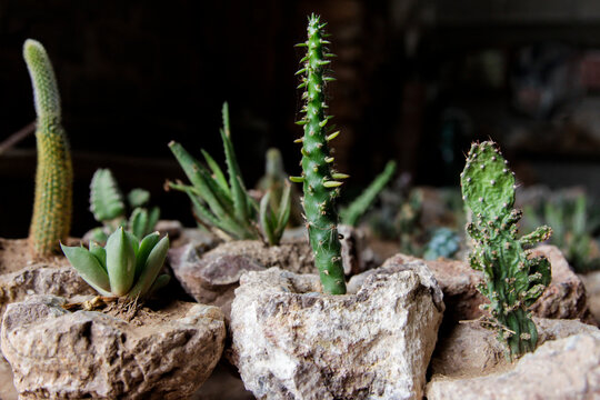 Mini cactus and succulent plants in stone planters
