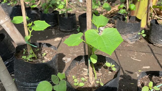 Basella alba vine climbing a wooden pole, showing lush green leaves and natural growth, healthy edible plant thriving in a simple outdoor garden setting.