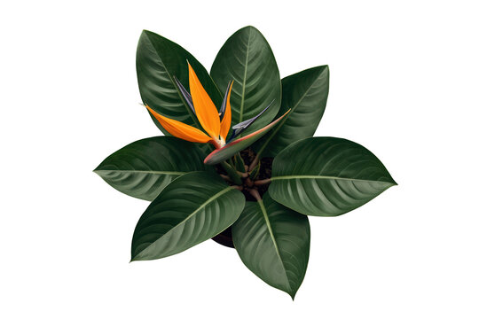 Bird of paradise plant with vibrant orange flower and lush green leaves, tropical bloom on transparent background