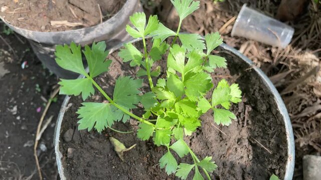 Apium graveolens thriving in a small pot, lush green celery leaves growing healthy in natural light, simple home gardening with fresh organic herb plant.