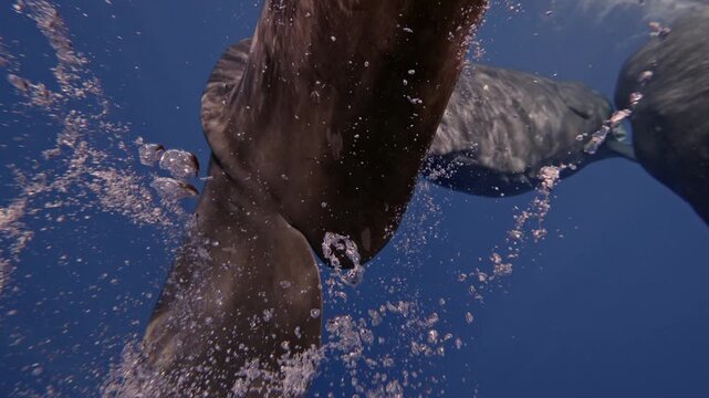 A close-up of a sperm whale s massive body fills the frame, revealing thick, wrinkled skin with scars and grooves, subtle color variations, and detailed textures along its tail and powerful flukes.
