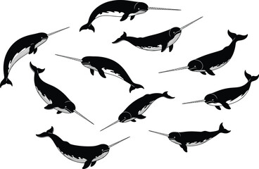Black narwhal silhouettes set isolated on white background, marine mammal collection, ocean wildlife illustration, arctic sea creatures, minimalist design elements pack © tajwar