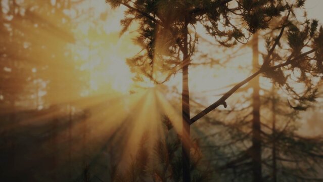 Cinematic Fade Transitions