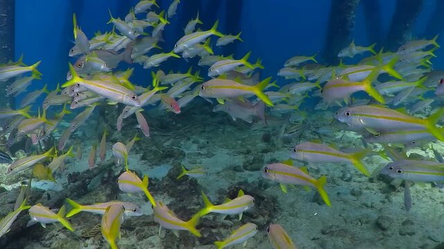 School of fish - mutton snappers swimming under the pier in blue sea. Under the jetty, video from scuba diving with the swimming fish. School of yellow fish, tropical marine life, travel video.