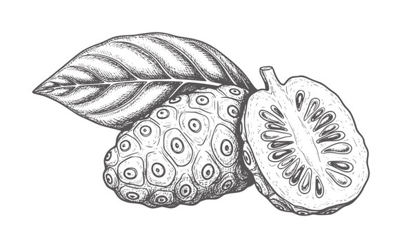 Black and white of a sliced custard apple with leaf sugarapple sweetsop fruit