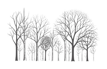 Fototapeta premium Monochrome bare tree forest with intricate branches in winter season trees black