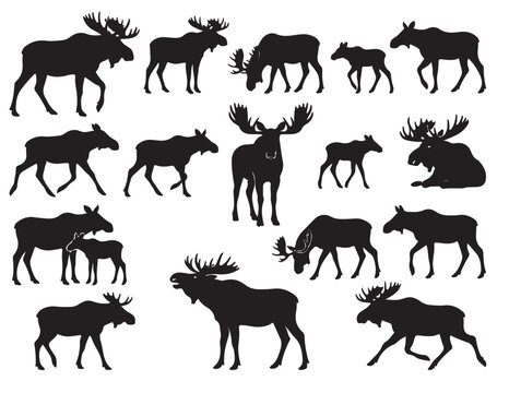 black and white vector silhouette set of Moose