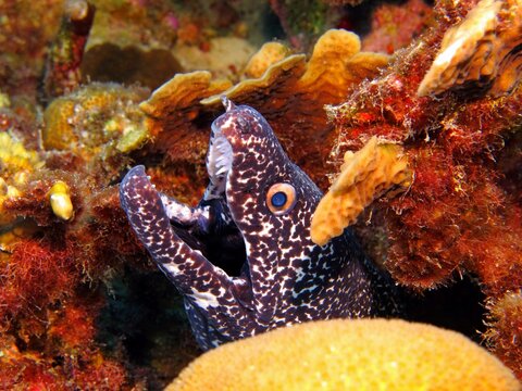 Moray eel hiding in the tropical coral reef. Scuba diving with aquatic wildlife, underwater photo. Marine animal with spotted body and open mouth, eye looking in the camera. Colorful corals. Moray