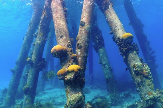 Marine life under the pier, travel photo. Underwater structure with the growing corals. Columns in the sea. Underwater photography with pier columns, corals and fish in the blue water.