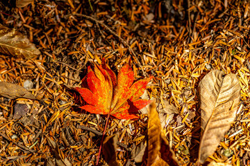 Maple Foliage in Japanese Highlands © Gina Mako