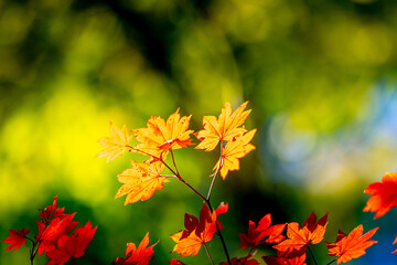 Maple Foliage in Japanese Highlands © Gina Mako